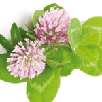 green-care-lucerna---kopiuj