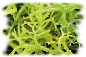spirulina-algi---kopiuj